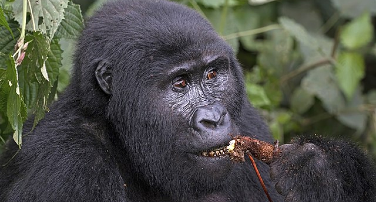 Gorilla Trekking (Western Uganda) 