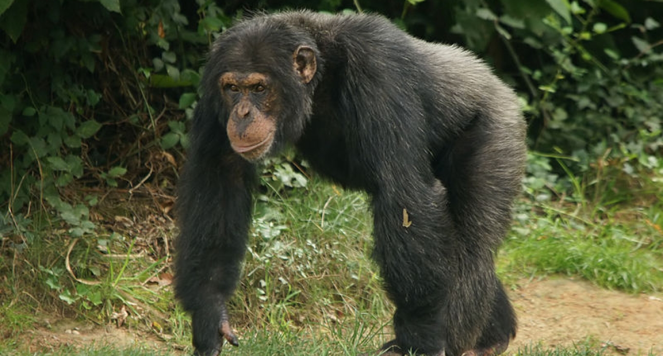 Chimp Tracking 