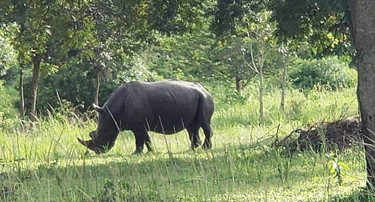 Rhino Tracking 