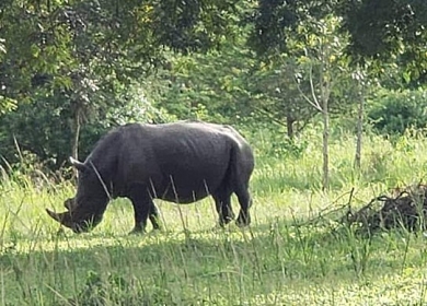 Rhino Tracking 