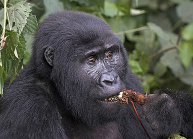 Gorilla Trekking (Western Uganda)